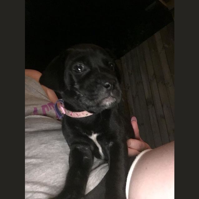 Photo of Luna **Adoption Pending**