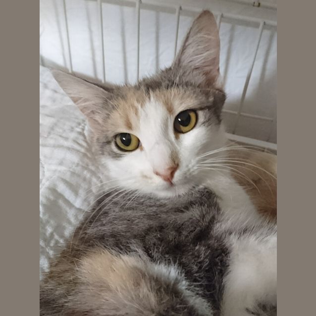 Photo of Tink   Her Royal Sweetness 
