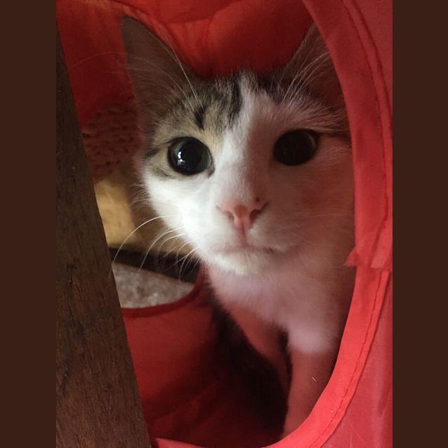 Photo of Rayya
