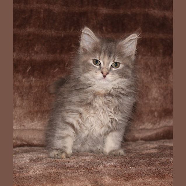 Photo of Tracey **2nd Chance Cat Rescue**