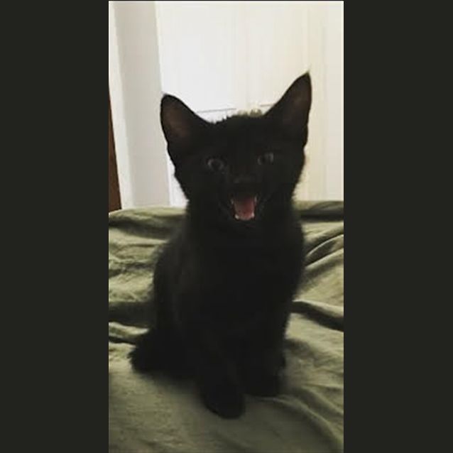 Photo of Tiger