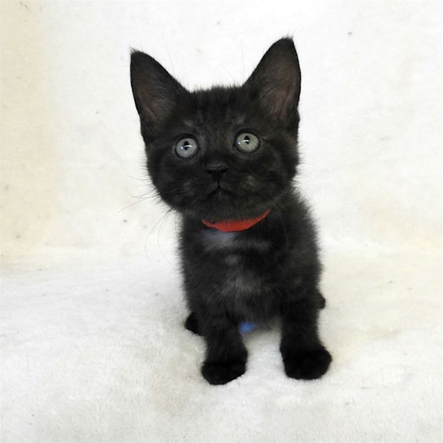 Photo of Olive