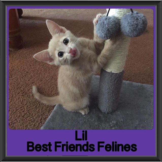 Photo of Lil 