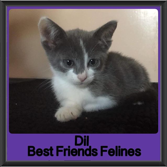 Photo of Dil 