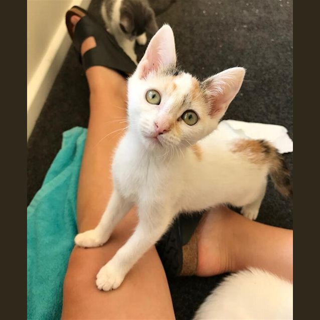 Photo of Daisy