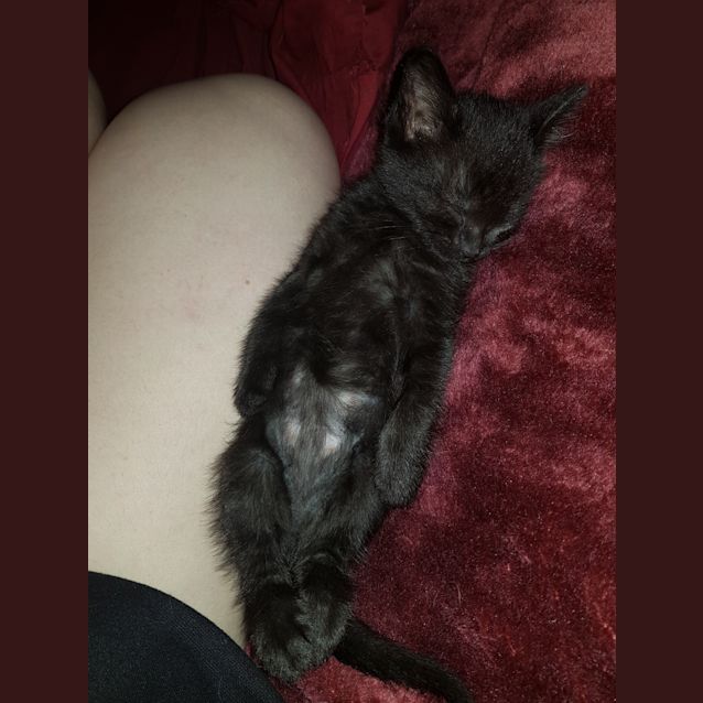 Photo of Ace The Pure Black Ace Kitten! 