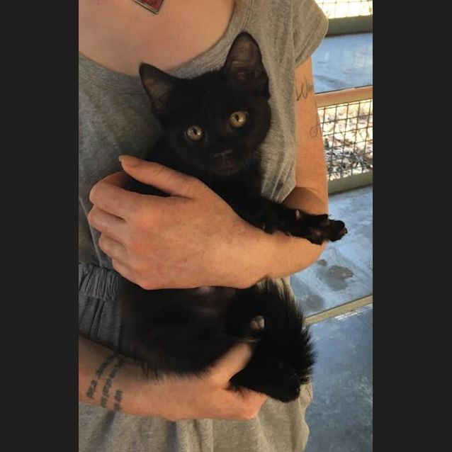 Photo of Noelle (Ca V17 204)
