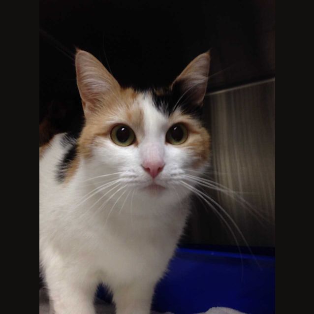 Photo of Nutmeg