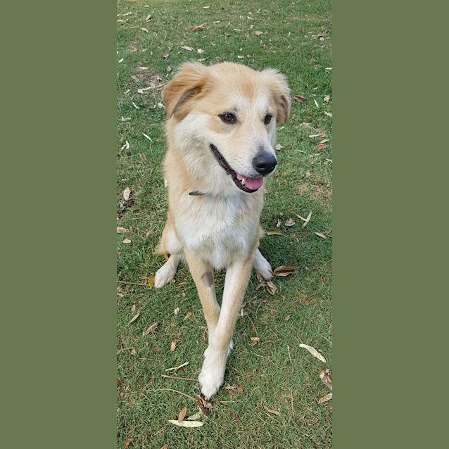 Photo of Marley