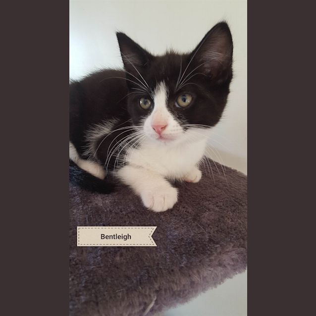 Photo of Bentley