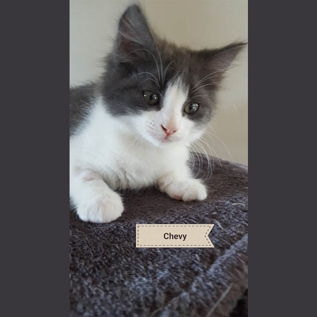 Photo of Chevy