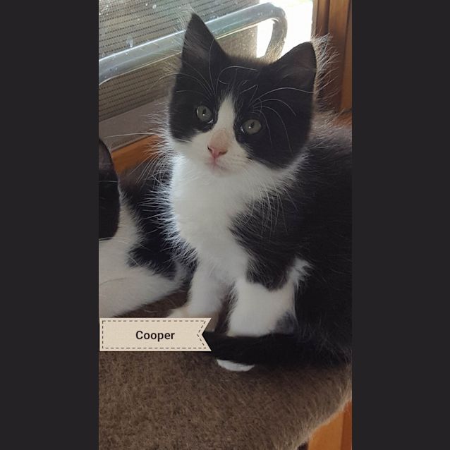Photo of Cooper