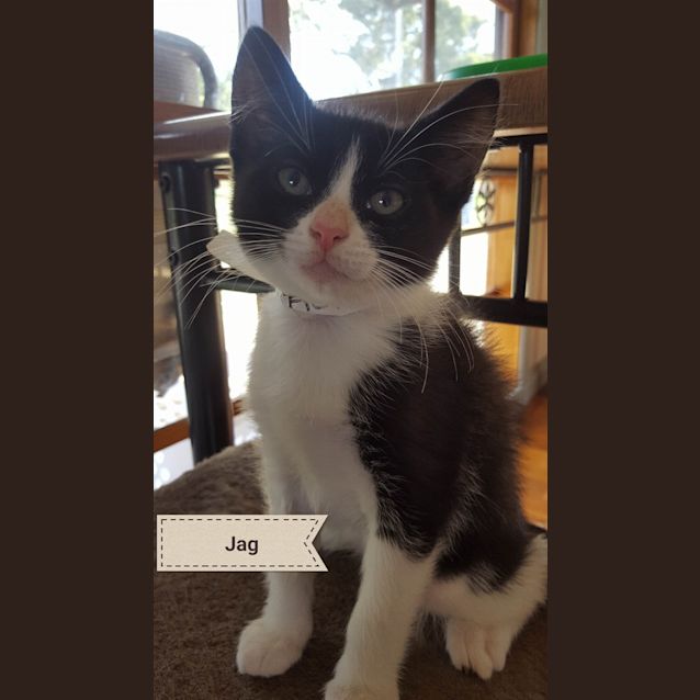 Photo of Jag