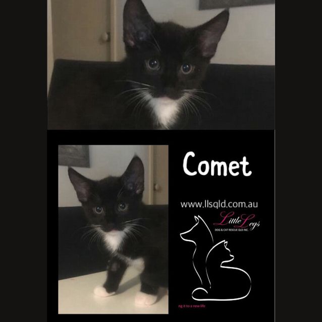 Photo of Comet