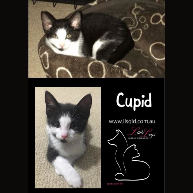 Photo of Cupid
