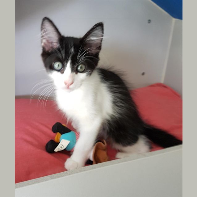 Photo of Archie