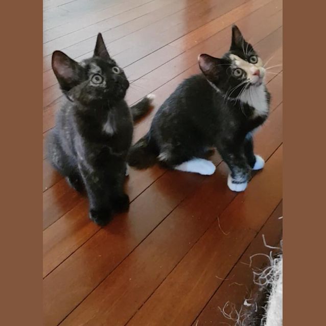 Photo of Sparkles And Butterscotch