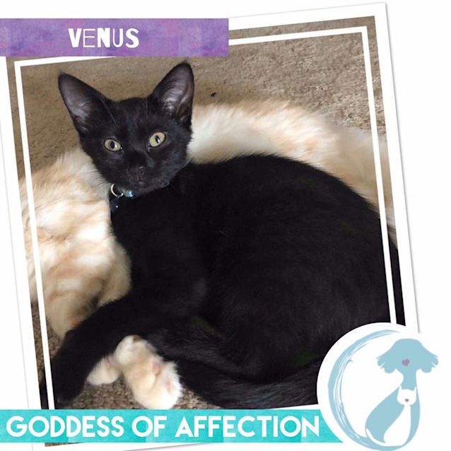 Photo of Venus 