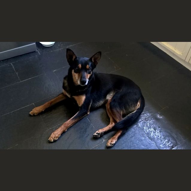 Photo of Tully **Adopted**