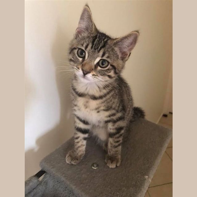 Photo of Apollo