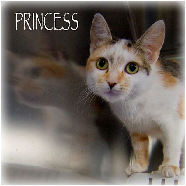 Photo of Princess