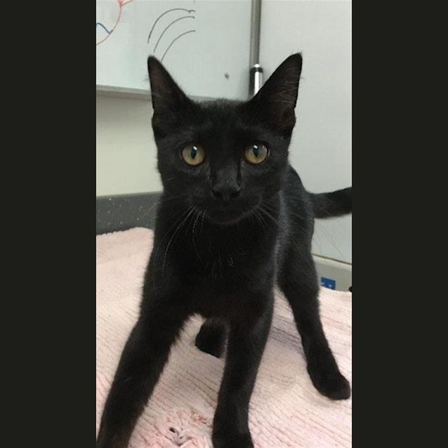 Photo of Shadow