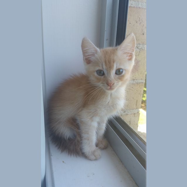 Photo of Kit Kat