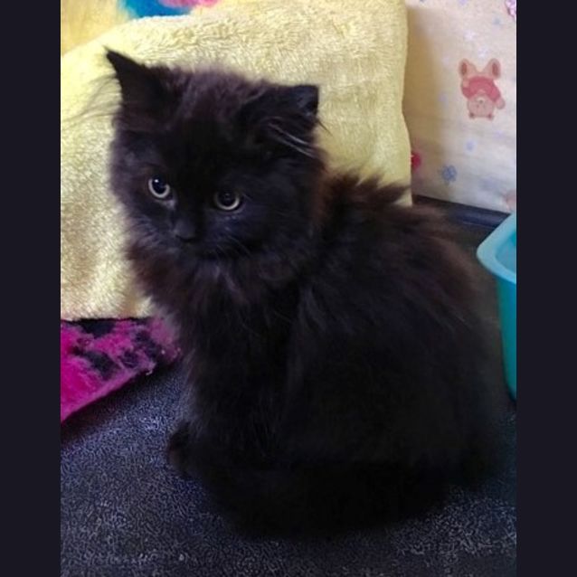 Photo of Miss Ladybug **2nd Chance Cat Rescue**