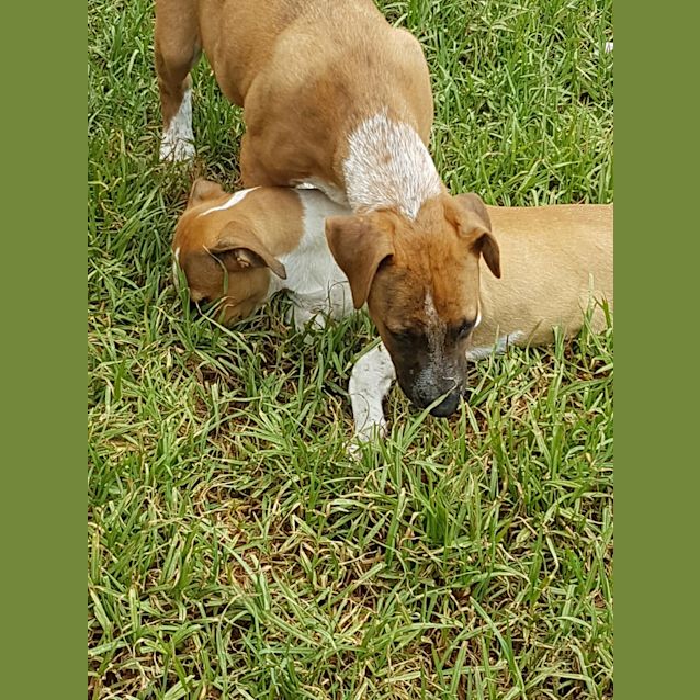 Photo of Heeler X Pups