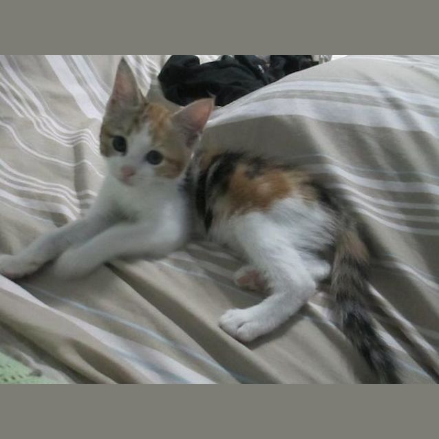 Photo of Mambo