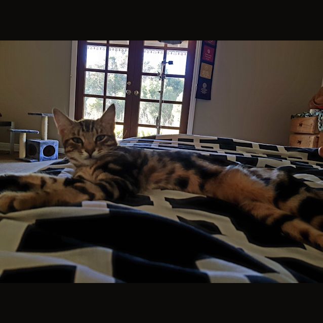 Photo of Cleo (Bn C411) 