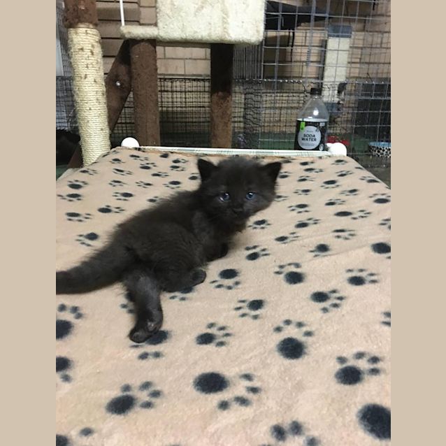 Photo of Floki