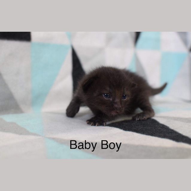 Photo of Kitty Mc Kittyface
