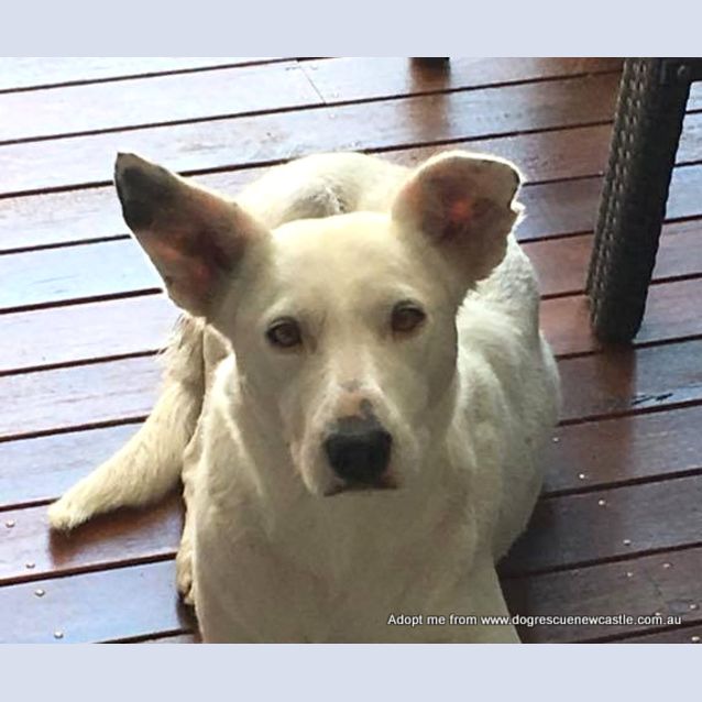 Photo of Ruby ~ 2 Year Old Kelpie X (On Trial 13 4 2018)