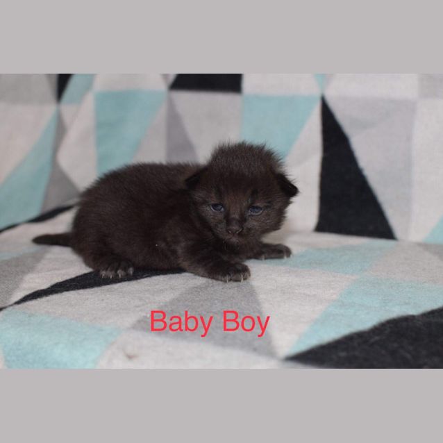 Photo of Shady