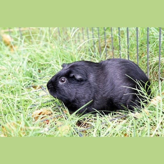 Photo of Nibbles R042 