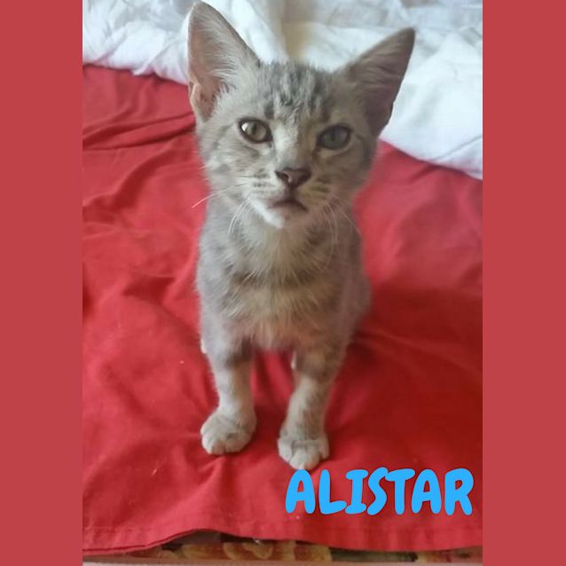 Photo of Alistar