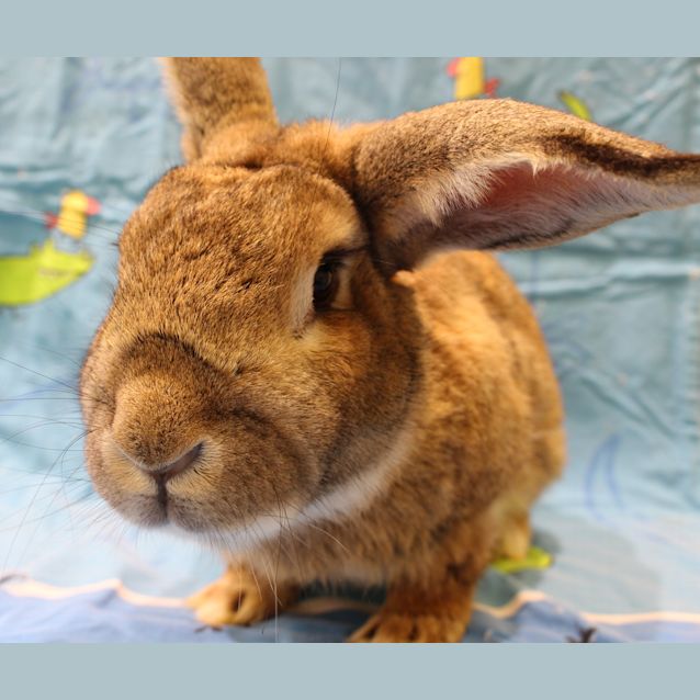 Photo of Sarge (Vib)