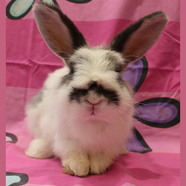 Photo of Fi Fi Fluff