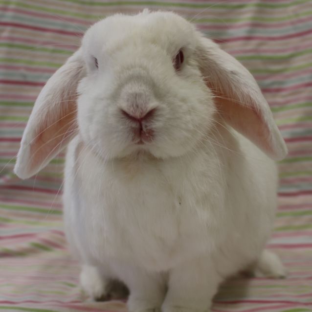 Photo of Blanche (Vib)