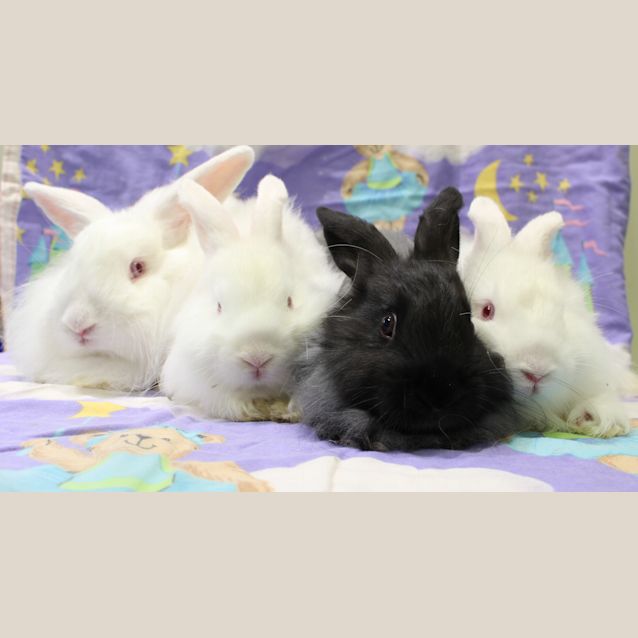 Photo of Eddy, Elmo, Eliza And Vegas