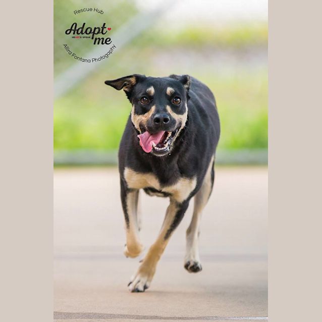 Photo of Mishka (Pcc 20)