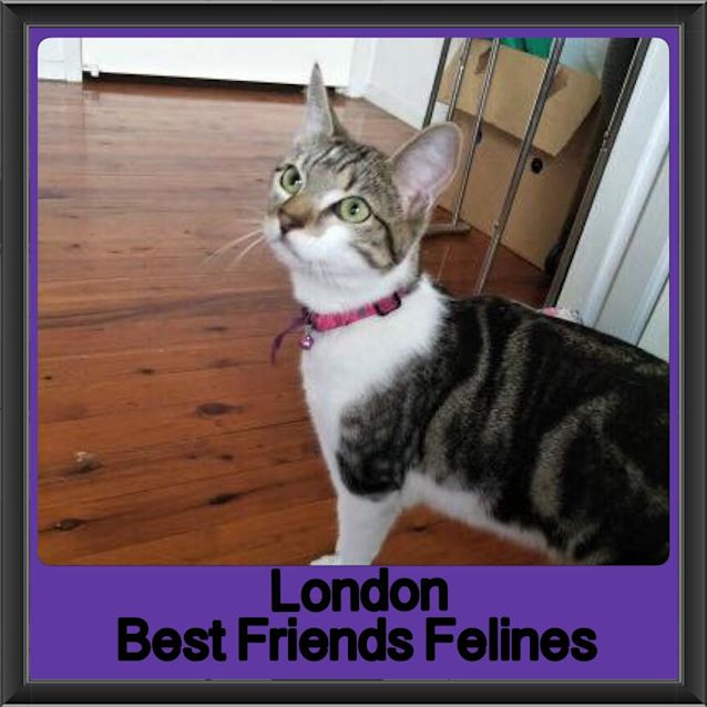 Photo of London 