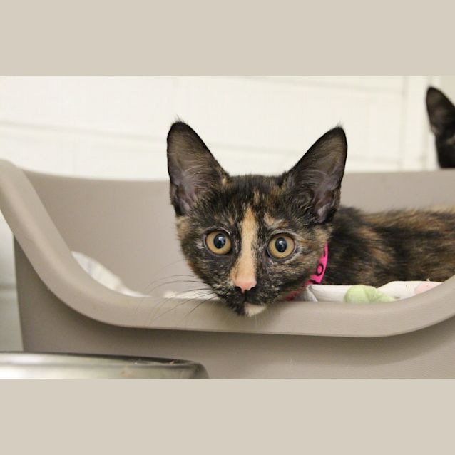 Photo of Biscuit (4635)