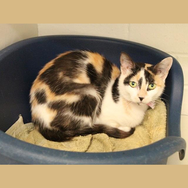 Photo of Capri (4469)