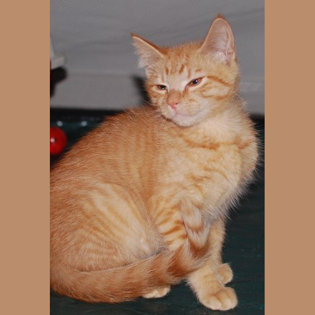 Photo of Masey ** 2nd Chance Cat Rescue **