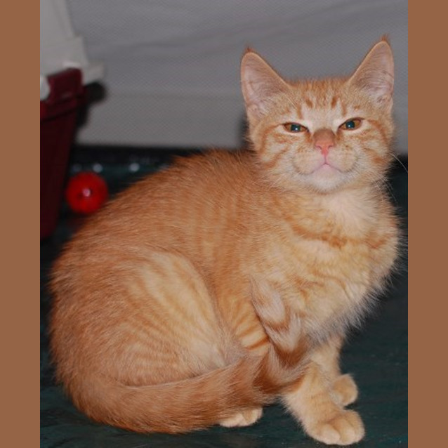 Photo of Masey ** 2nd Chance Cat Rescue **