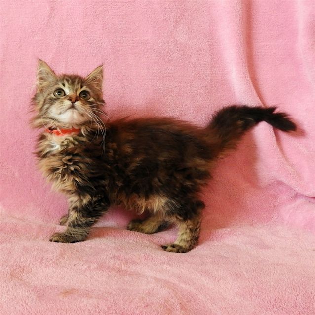 Photo of Peaches
