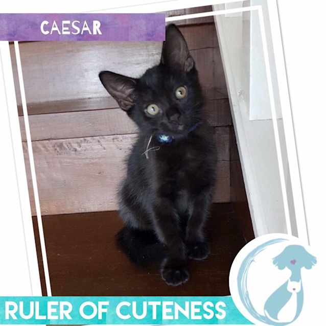 Photo of Caesar