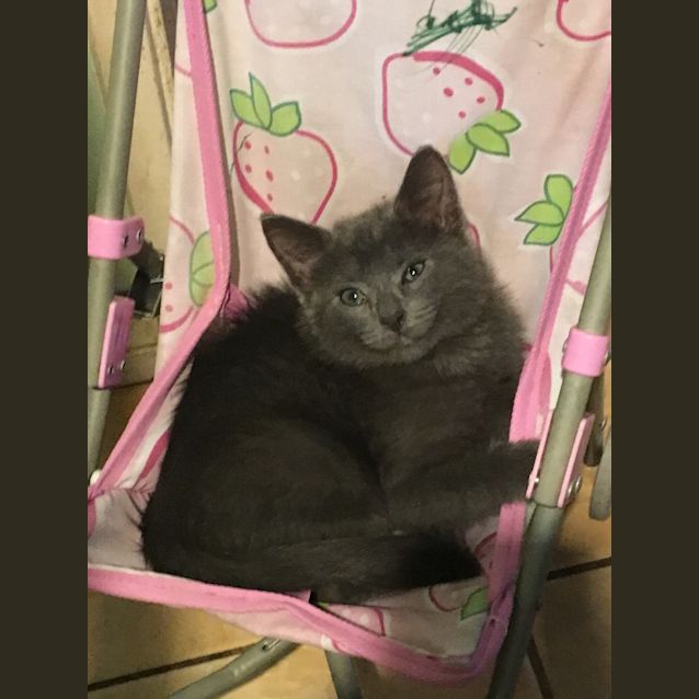 Photo of Milo